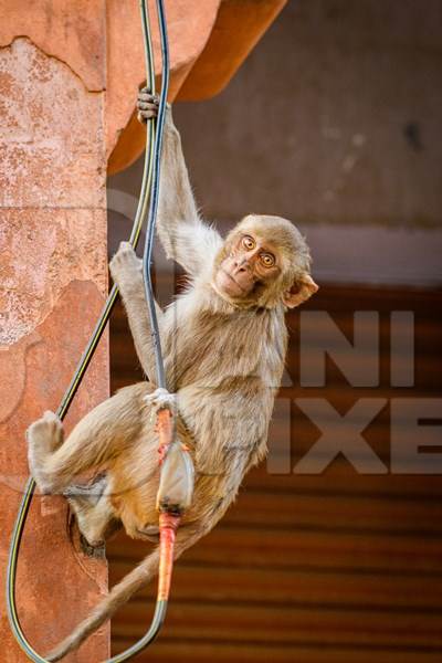 Indian macaque monkey swinging on cable in the urban city of Jaipur, Rajasthan, India, 2022