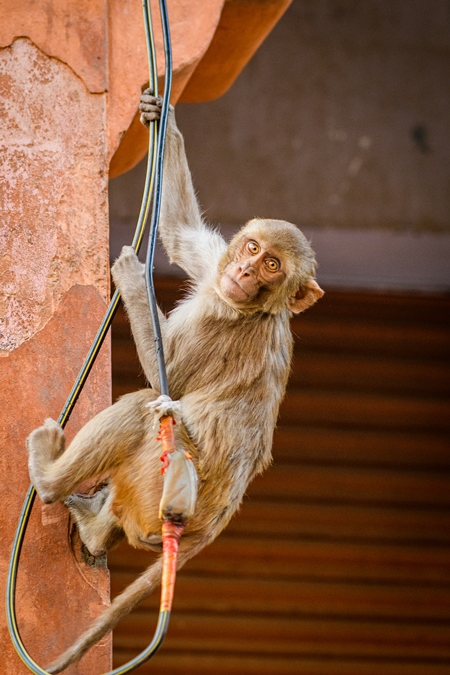 Indian macaque monkey swinging on cable in the urban city of Jaipur, Rajasthan, India, 2022