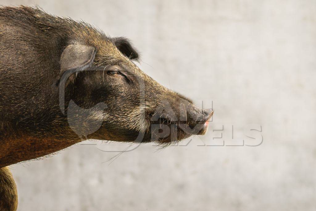 Urban feral city pig in city in India