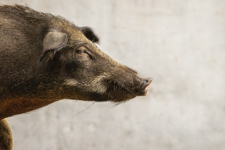 Urban feral city pig in city in India