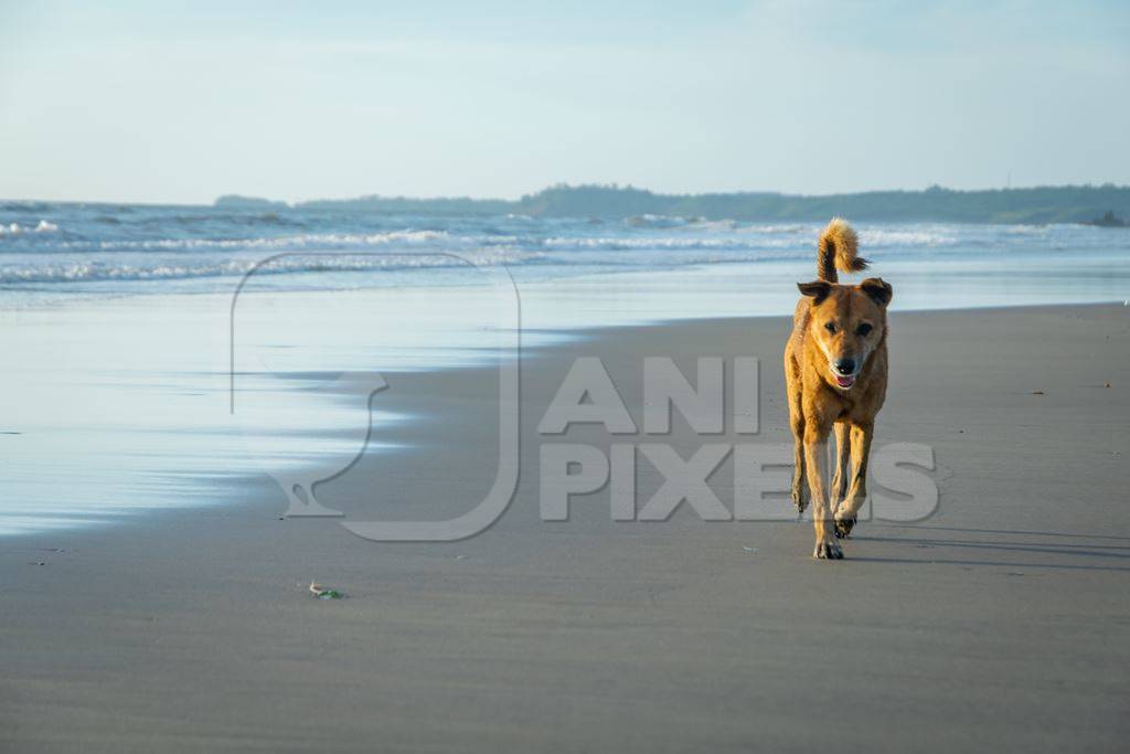 Beach dog on sandy beach in Goa also stray dog or street dog