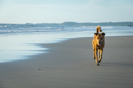 Beach dog on sandy beach in Goa also stray dog or street dog