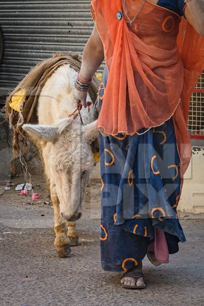 Working Indian donkey used for animal labour to carry construction materials, Jodhpur, India, 2022