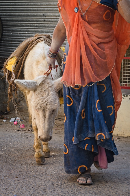 Working Indian donkey used for animal labour to carry construction materials, Jodhpur, India, 2022