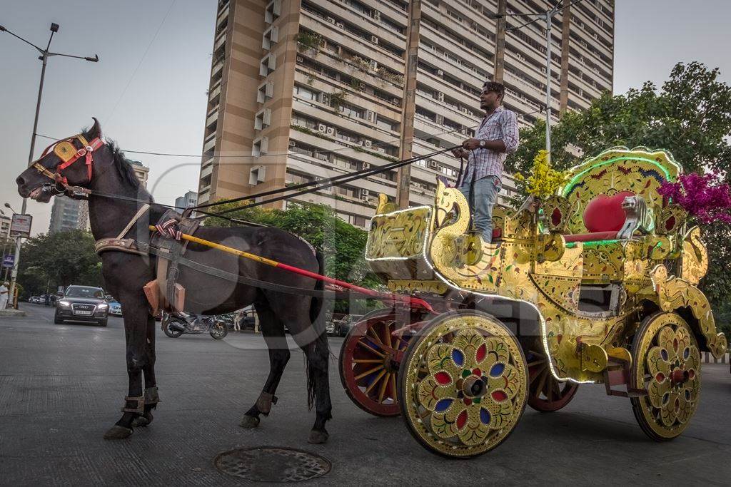 Mumbai carriage horse pulling golden Victoria carriage for tourist rides, India, 2016