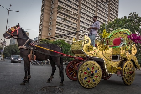 Mumbai carriage horse pulling golden Victoria carriage for tourist rides, India, 2016