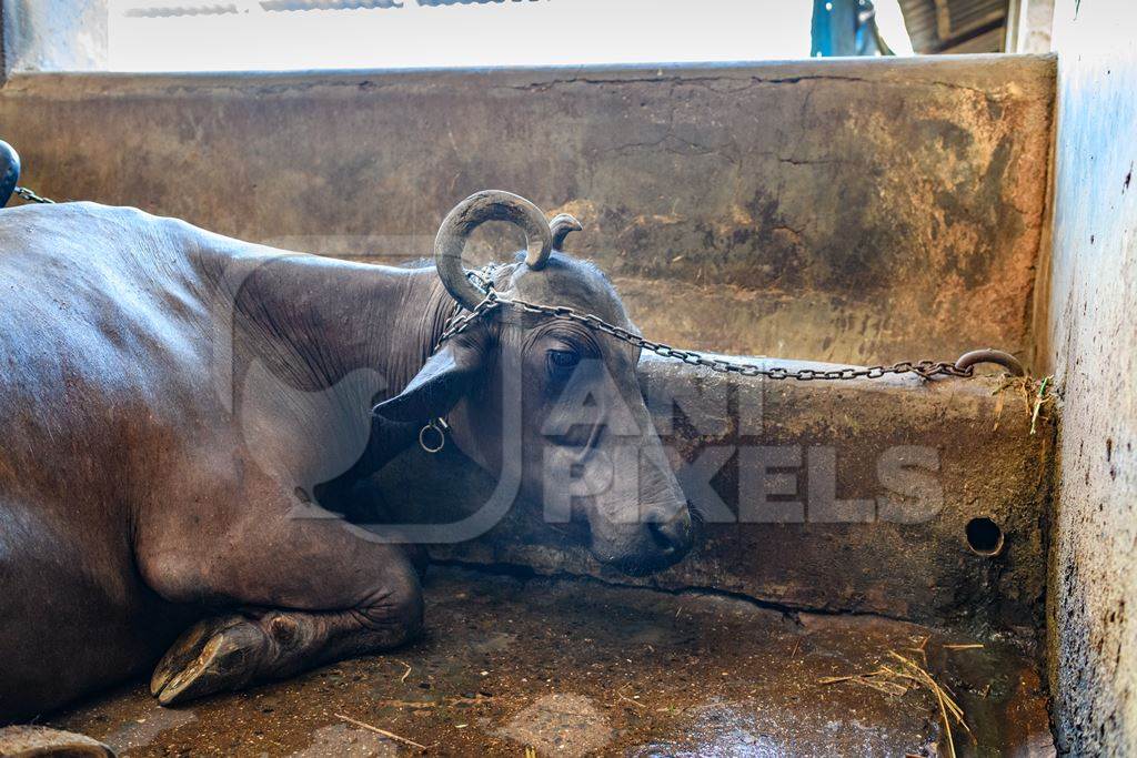 Indian buffalo chained up in a concrete shed on an urban dairy farm or tabela, Aarey milk colony, Mumbai, India, 2023