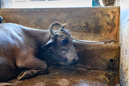 Indian buffalo chained up in a concrete shed on an urban dairy farm or tabela, Aarey milk colony, Mumbai, India, 2023