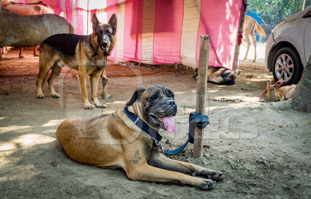 Pedigree boxer dog tied to a post on show in a tent at Sonepur mela in Bihar