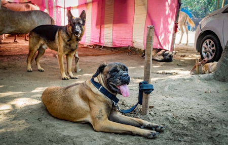 Pedigree boxer dog tied to a post on show in a tent at Sonepur mela in Bihar