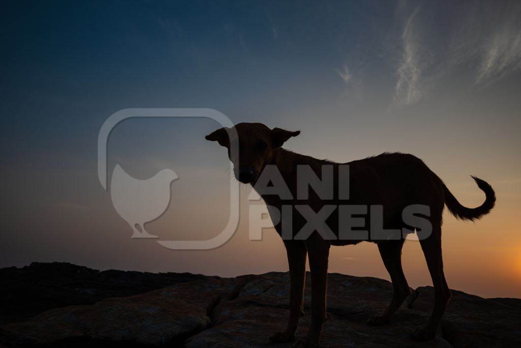 Dark silhouette of Indian street dog standing on rocks on the beach with orange sunset background in Maharashtra, India