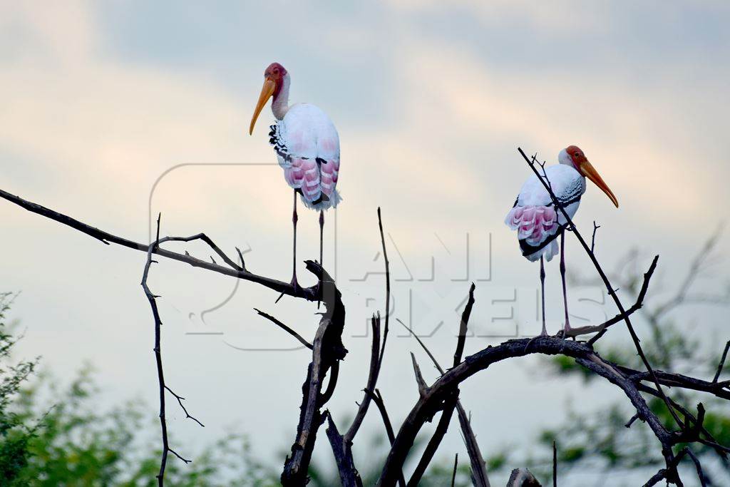 Indian painted stork wild birds sitting in tree in Bharatpur bird sanctuary, Rajasthan India