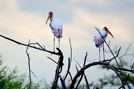 Indian painted stork wild birds sitting in tree in Bharatpur bird sanctuary, Rajasthan India