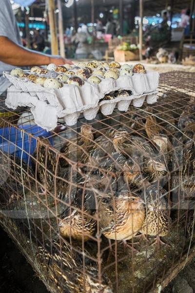Small brown quail birds in a cage with quail eggs on sale at an exotic market
