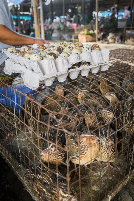 Small brown quail birds in a cage with quail eggs on sale at an exotic market