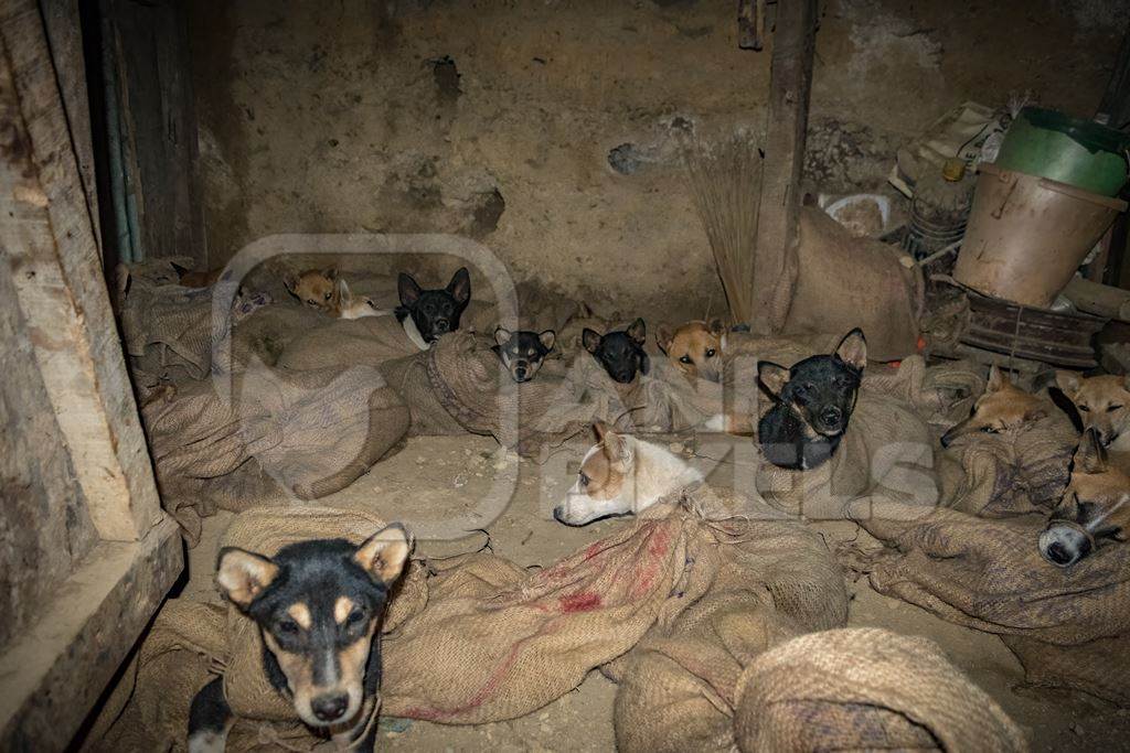 Indian dogs tied up in sacks at a dog meat market in Nagaland, India, 2018