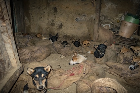 Indian dogs tied up in sacks at a dog meat market in Nagaland, India, 2018