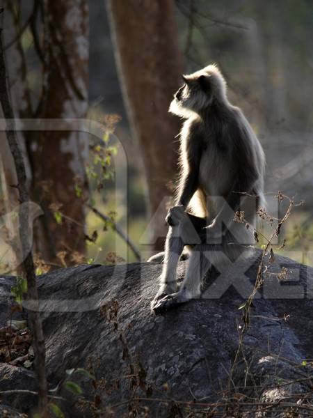 Langur sitting on a rock with sunlit background