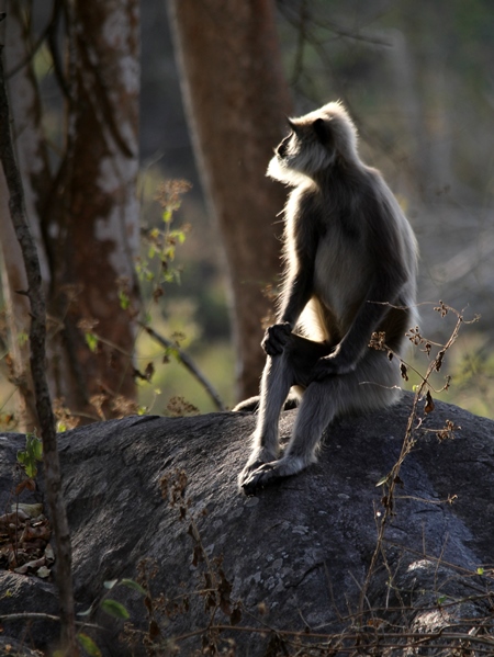 Langur sitting on a rock with sunlit background