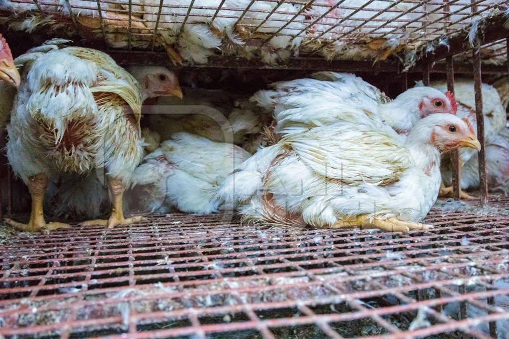 Broiler chickens raised for meat waiting to be unloaded from transport trucks near Crawford meat market in Mumbai