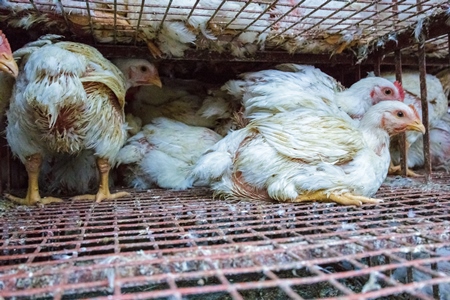 Broiler chickens raised for meat waiting to be unloaded from transport trucks near Crawford meat market in Mumbai