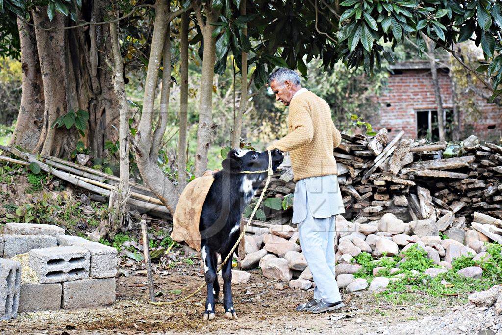 Farmer with small calf in rural dairy
