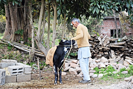 Farmer with small calf in rural dairy