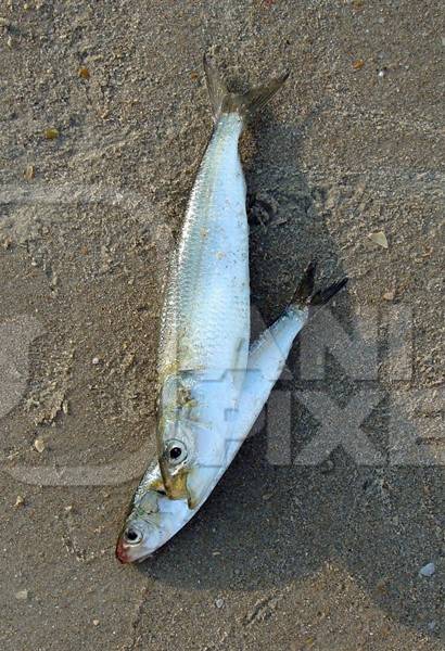 Two sardine fish on the beach in Goa