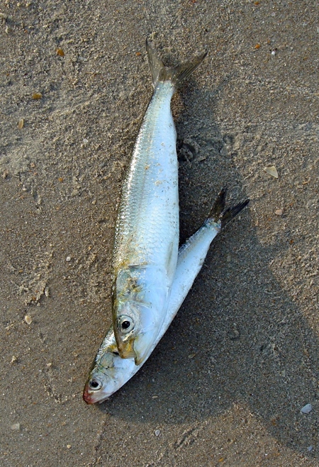Two sardine fish on the beach in Goa