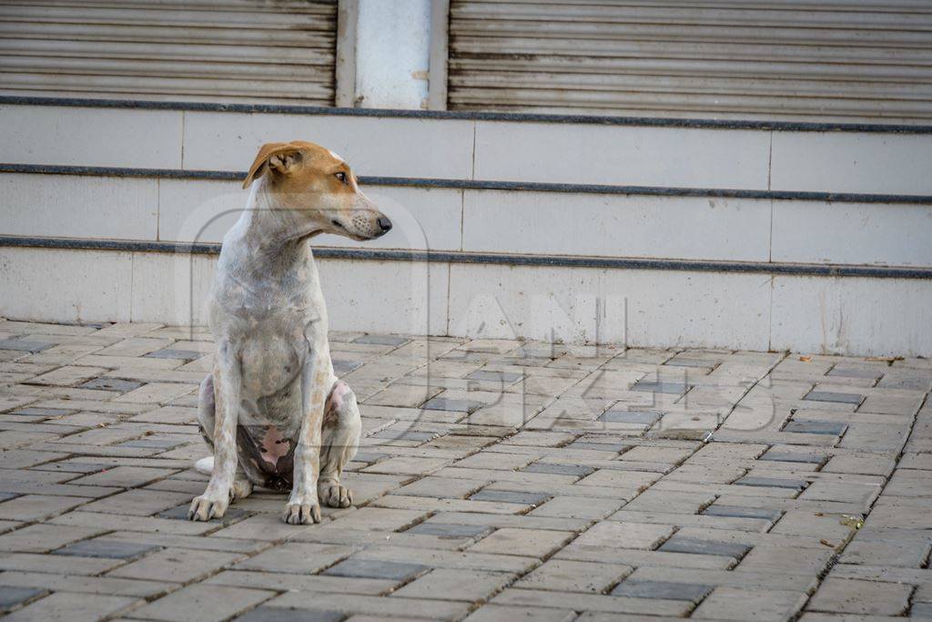 Indian street or stray dog on steps in the urban city of Pune, India