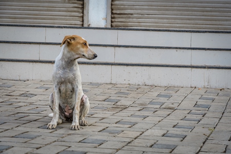 Indian street or stray dog on steps in the urban city of Pune, India