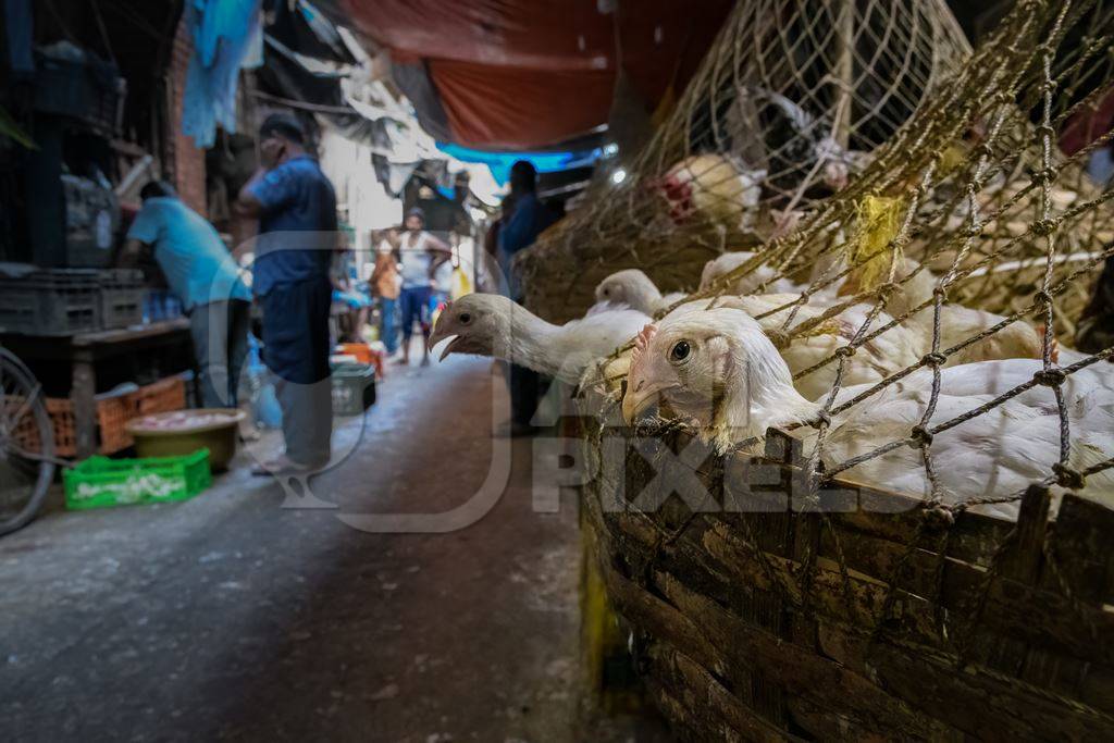 Baskets of chickens at the chicken meat market inside New Market, Kolkata, India, 2022