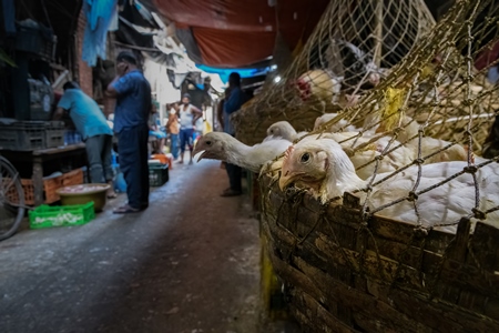 Baskets of chickens at the chicken meat market inside New Market, Kolkata, India, 2022