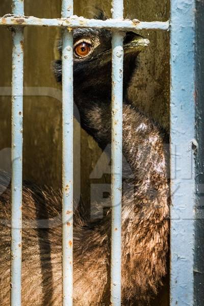 Emu in captivity with tattered feathers looking through bars of dirty cage in Byculla zoo