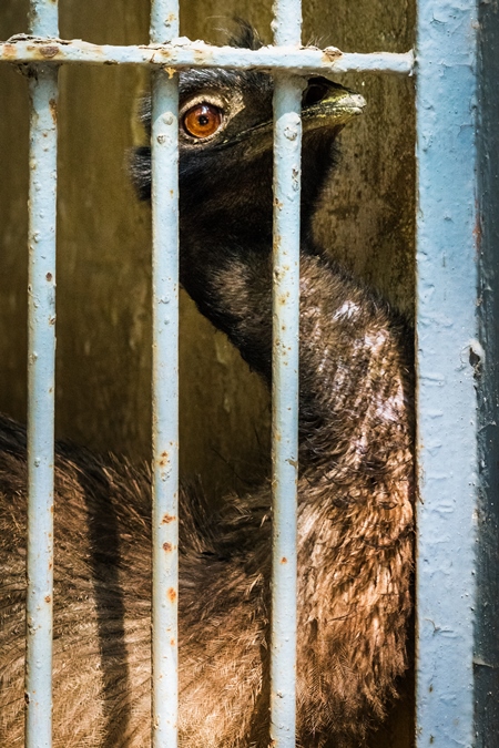 Emu in captivity with tattered feathers looking through bars of dirty cage in Byculla zoo