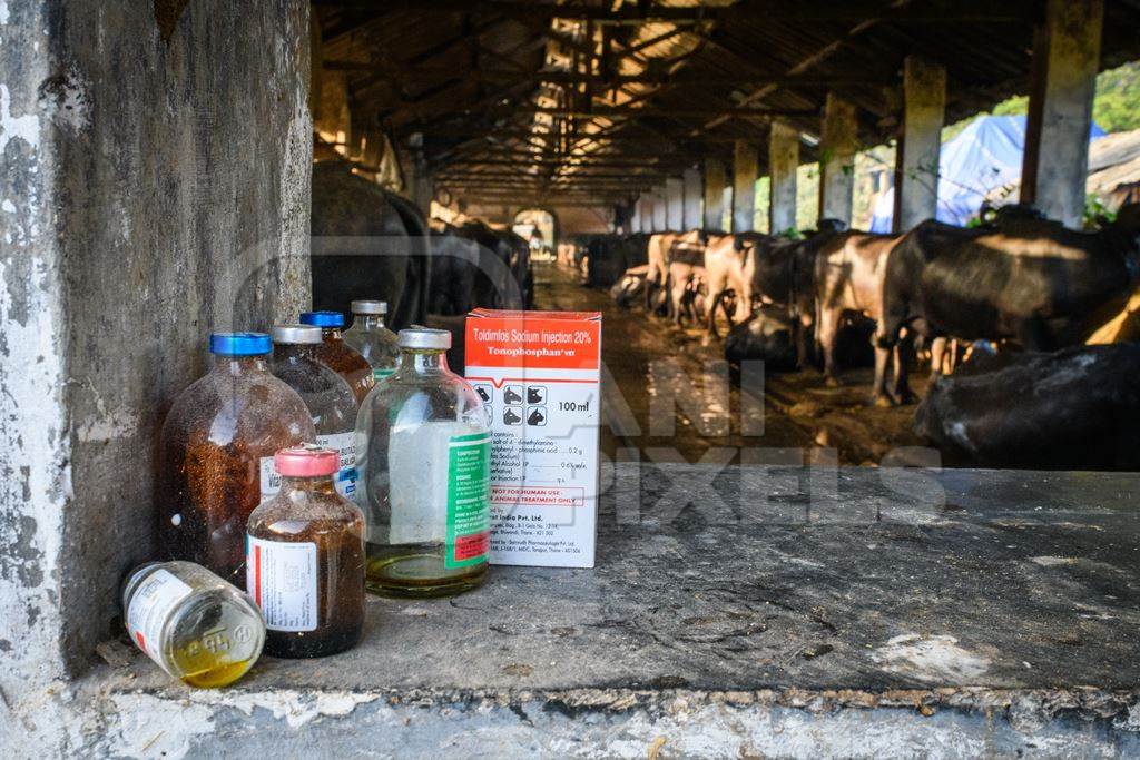 Bottles of injectable medicines used on Indian buffaloes tied up in a line in a concrete shed on an urban dairy farm or tabela, Aarey milk colony, Mumbai, India, 2023