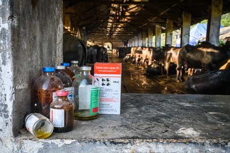 Bottles of injectable medicines used on Indian buffaloes tied up in a line in a concrete shed on an urban dairy farm or tabela, Aarey milk colony, Mumbai, India, 2023