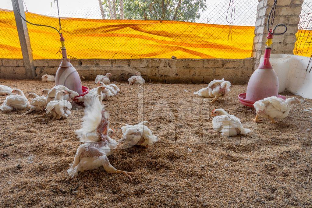 Many crippled Indian broiler chickens in a shed on a poultry farm in Maharashtra in India, 2021