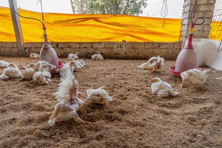 Many crippled Indian broiler chickens in a shed on a poultry farm in Maharashtra in India, 2021