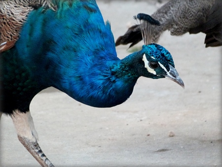 Close up of blue peacock head and neck