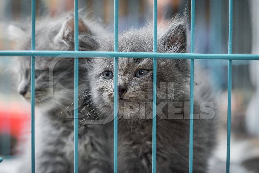 Persian pedigree breed grey kittens in cage on sale as pet cats at Crawford pet market in Mumbai in India