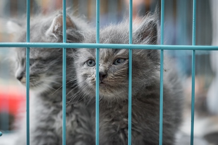 Persian pedigree breed grey kittens in cage on sale as pet cats at Crawford pet market in Mumbai in India