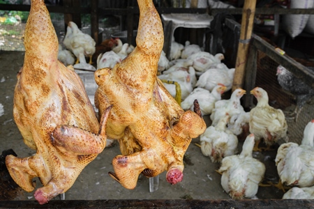 Cooked chickens on sale with live chickens in the background at a market