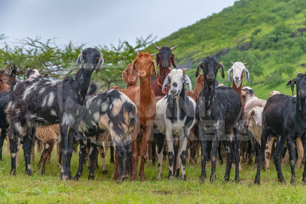 Herd of Indian goats and sheep grazing in field in Maharashtra in India looking at camera