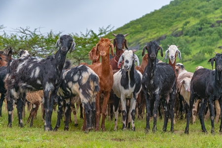 Herd of Indian goats and sheep grazing in field in Maharashtra in India looking at camera