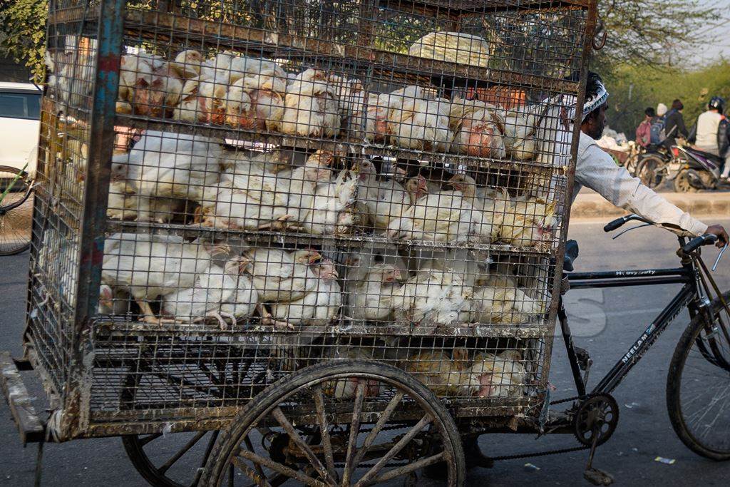 Man pushing a tricycle chicken cart with Indian broiler chickens in cages at Ghazipur murga mandi, Ghazipur, Delhi, India, 2022