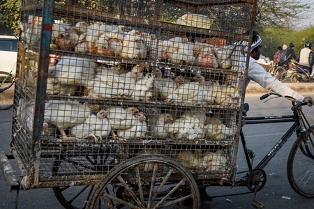 Man pushing a tricycle chicken cart with Indian broiler chickens in cages at Ghazipur murga mandi, Ghazipur, Delhi, India, 2022