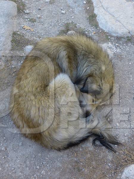 Brown street dog curled up sleeping lying on ground