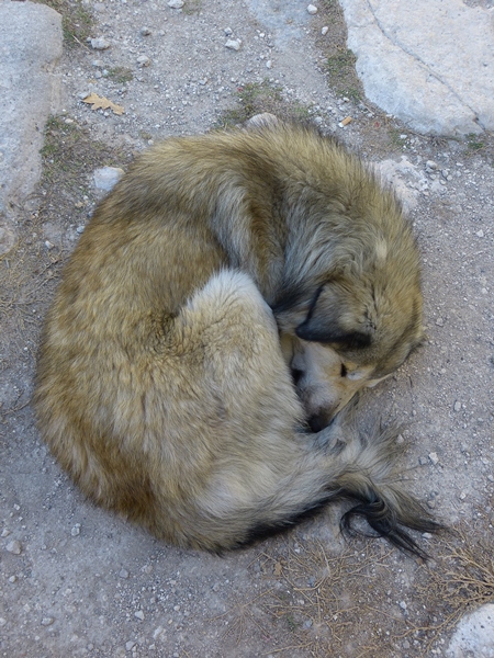 Brown street dog curled up sleeping lying on ground