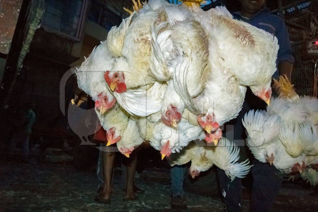 Broiler chickens hanging upside down being unloaded from transport trucks near Crawford meat market in Mumbai